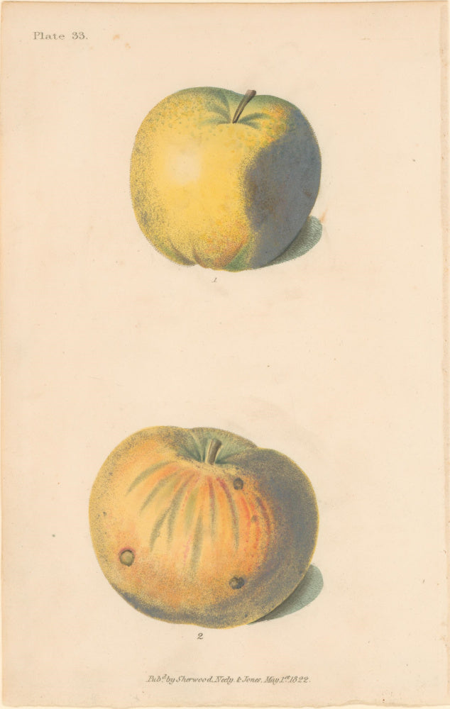 Brookshaw, George  Plate 33.  [Apples].  From 