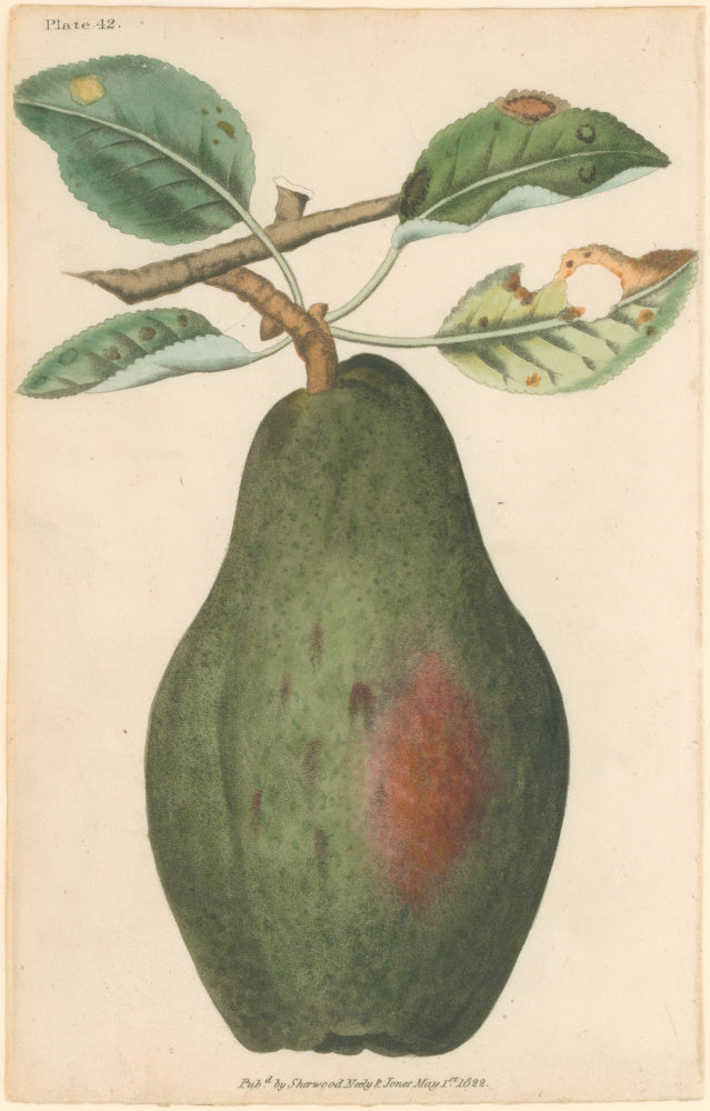 Brookshaw, George  Plate 42.  [Pear].  From 