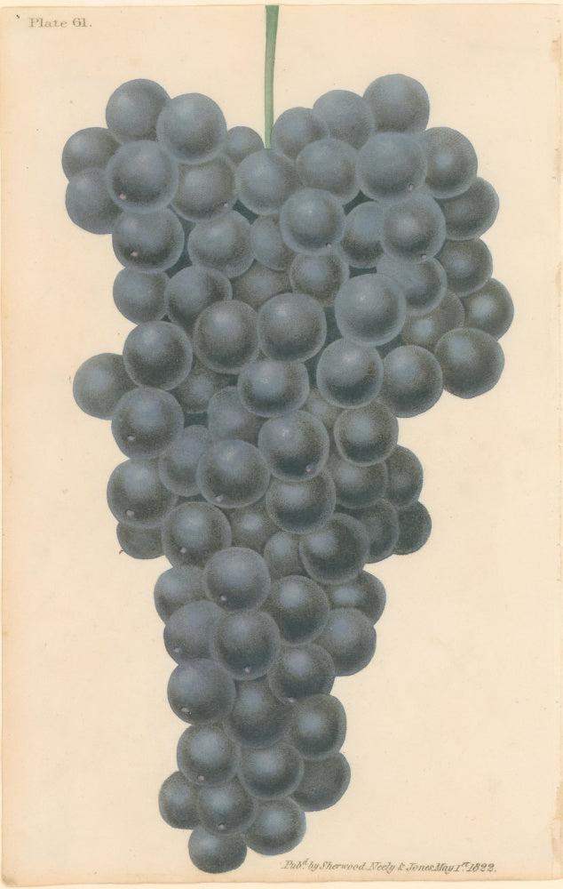 Brookshaw, George  Plate 61.  [Grapes].  From 