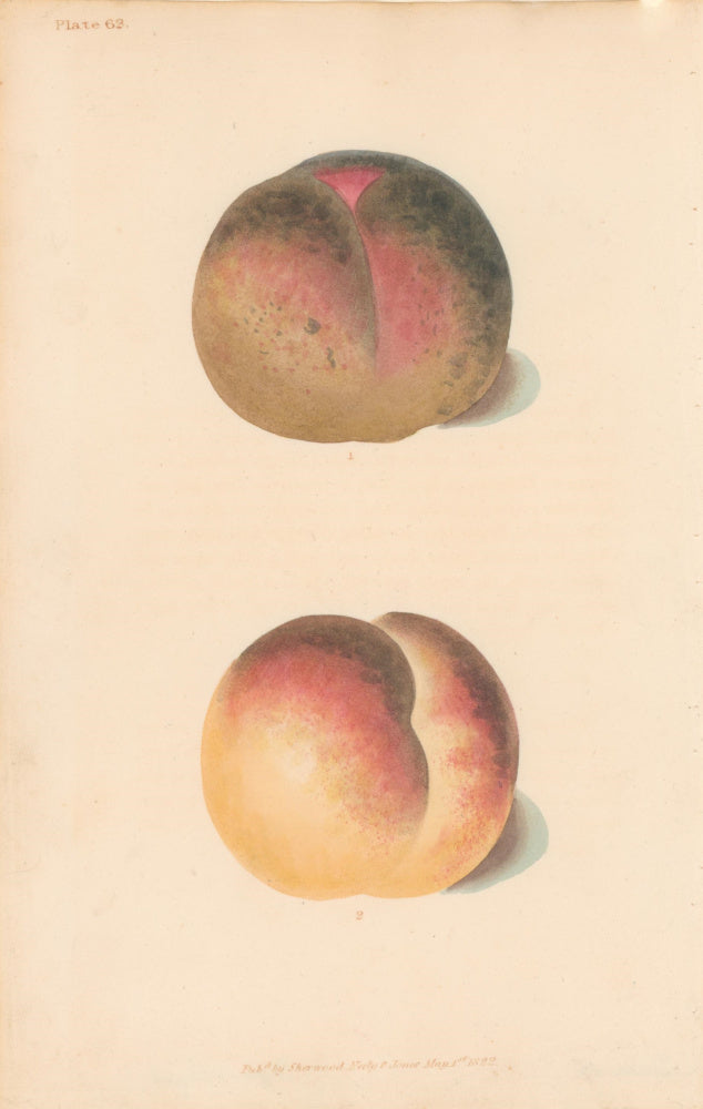 Brookshaw, George  Plate 63.  [Peaches].  From 