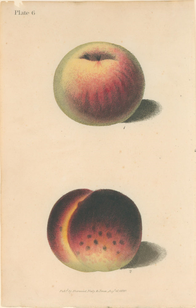 Brookshaw, George  Plate 6.  [Peaches].  From 