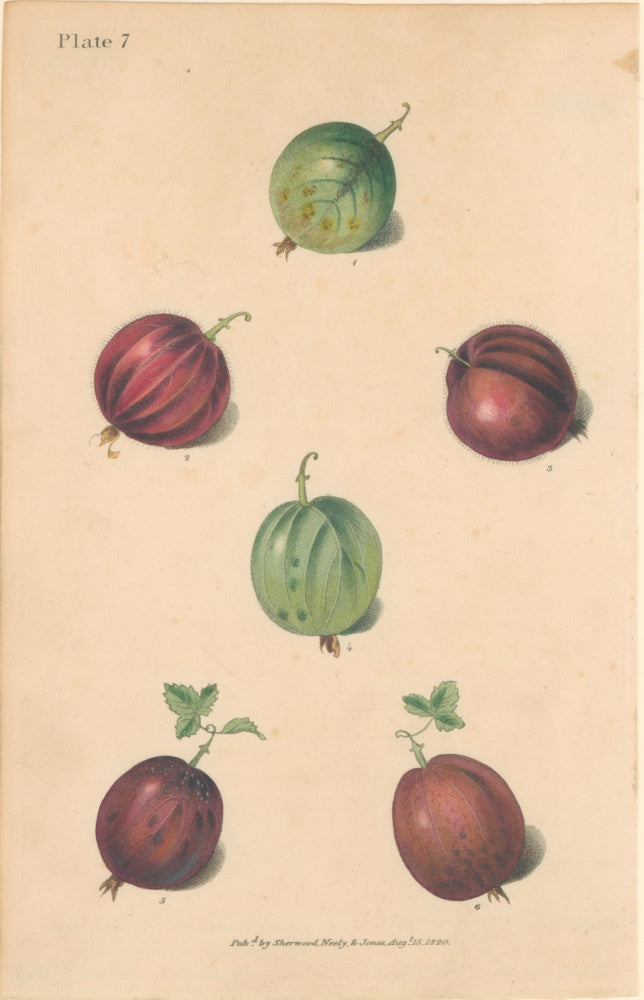 Brookshaw, George  Plate 7.  [Gooseberries].  From 