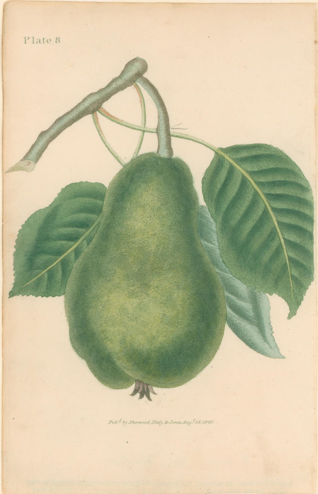 Brookshaw, George  Plate 8.  [Pear].  From 
