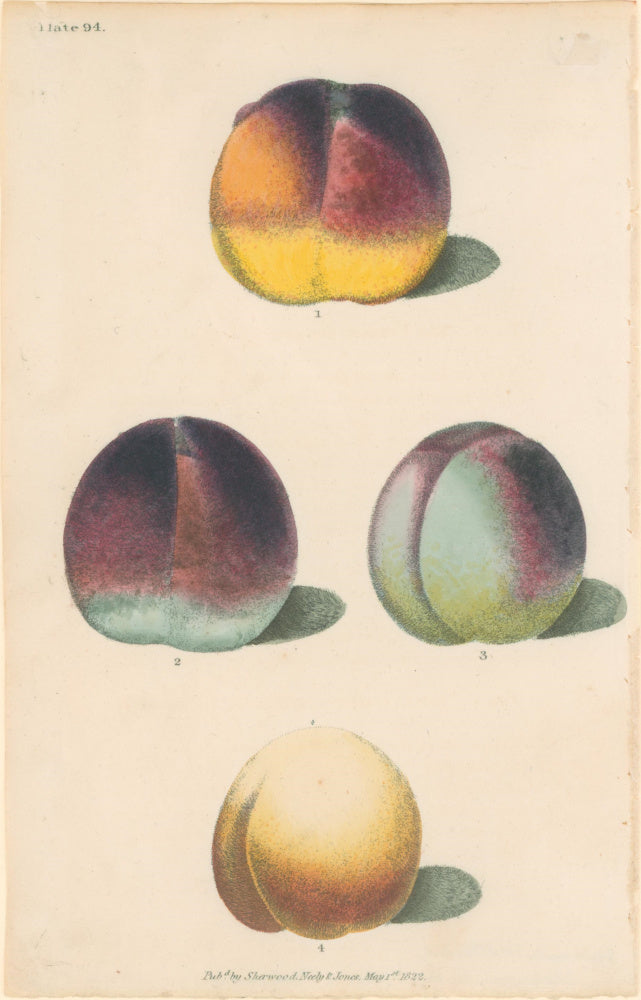 Brookshaw, George  Plate 94.  [Peaches].  From 