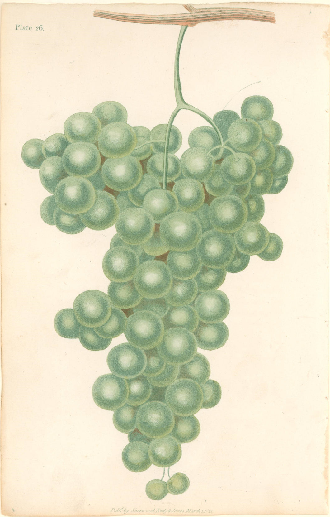 Brookshaw, George [Green Grapes] Plate 26