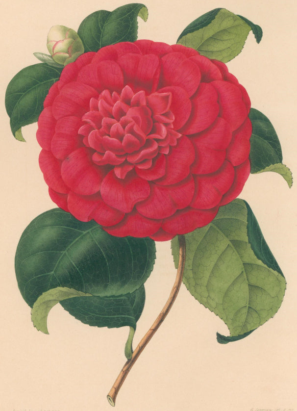 Verschaffelt, Ambroise Plate 135.  “Camellia Général Colletta”