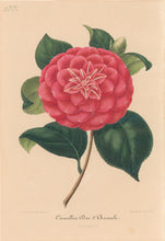 Load image into Gallery viewer, Verschaffelt, Ambroise Plate 137.  “Camellia Duc d’Aumale”
