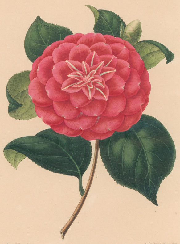 Verschaffelt, Ambroise Plate 137.  “Camellia Duc d’Aumale”