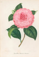 Load image into Gallery viewer, Verschaffelt, Ambroise Plate 291.  “Camellia Theresa Massini”
