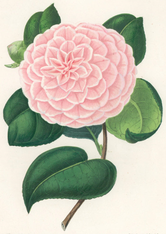 Verschaffelt, Ambroise Plate 298.  “Camellia Teutonia var. amabilis”