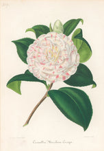 Load image into Gallery viewer, Verschaffelt, Ambroise Plate 309.  “Camellia Marchesa Curega”
