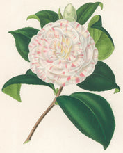 Load image into Gallery viewer, Verschaffelt, Ambroise Plate 309.  “Camellia Marchesa Curega”
