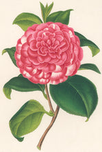Load image into Gallery viewer, Verschaffelt, Ambroise Plate 317.  “Camellia Bella di Pisa”
