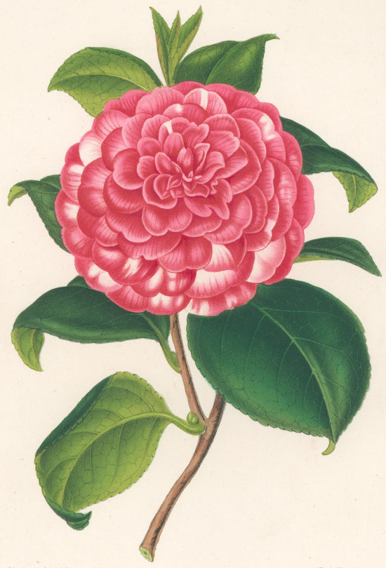 Verschaffelt, Ambroise Plate 317.  “Camellia Bella di Pisa”