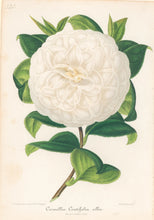 Load image into Gallery viewer, Verschaffelt, Ambroise Plate 325.  “Camellia Centifolia alba.”
