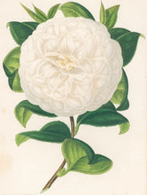 Load image into Gallery viewer, Verschaffelt, Ambroise Plate 325.  “Camellia Centifolia alba.”
