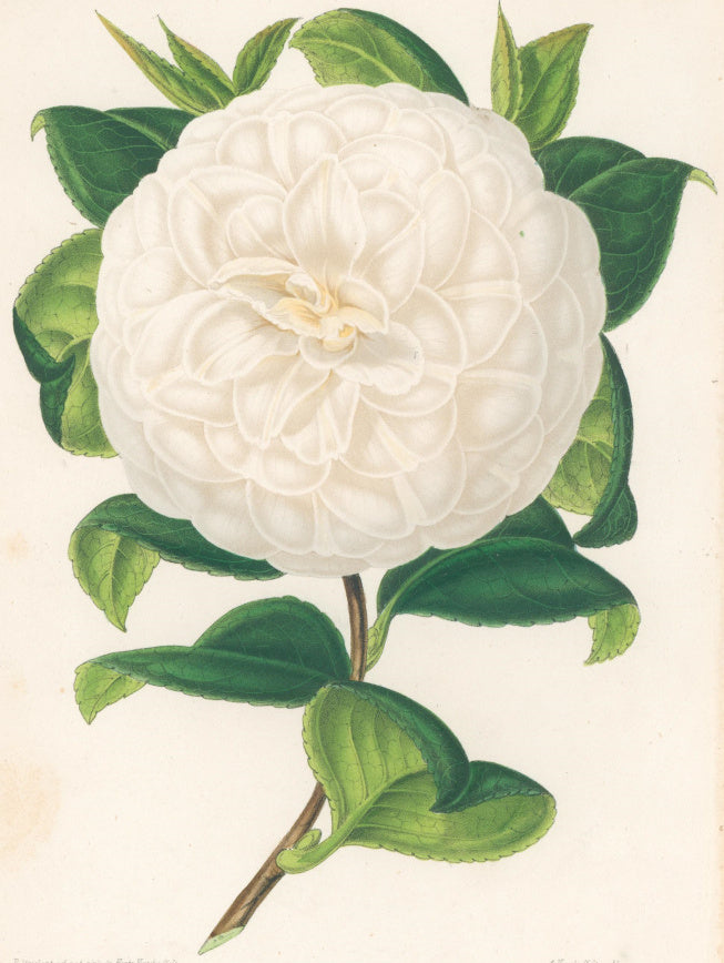 Verschaffelt, Ambroise Plate 325.  “Camellia Centifolia alba.”