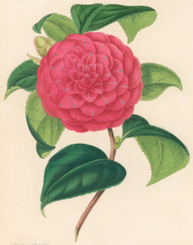Verschaffelt, Ambroise Plate 338.  “Camellia Federico Fianchetti.”
