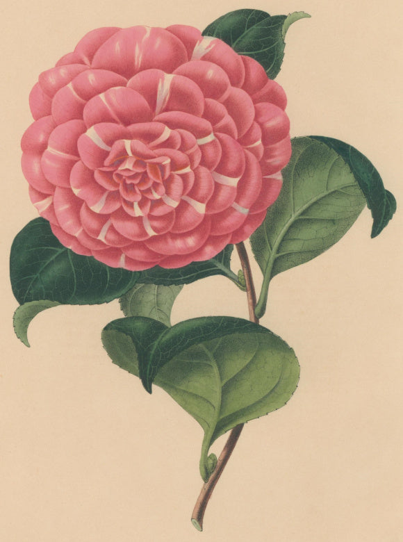 Verschaffelt, Ambroise Plate 105.  “Camellia Général Zucchi”