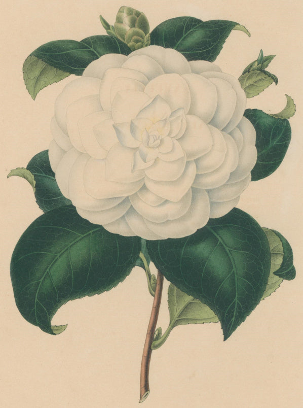 Verschaffelt, Ambroise Plate 112.  “Camellia alba Stellata”