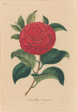 Load image into Gallery viewer, Verschaffelt, Ambroise Plate 122.  “Camellia Zavonio”
