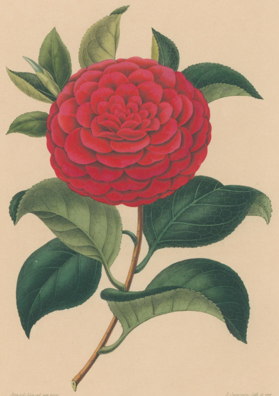Verschaffelt, Ambroise Plate 122.  “Camellia Zavonio”