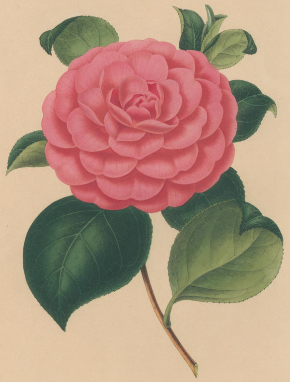 Verschaffelt, Ambroise Plate 124.  “Camellia mirenda rosea”