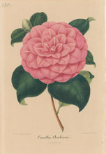 Load image into Gallery viewer, Verschaffelt, Ambroise Plate 128.  “Camellia Ambrosii”
