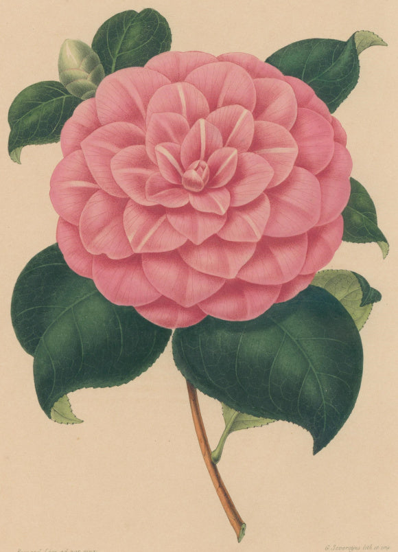 Verschaffelt, Ambroise Plate 128.  “Camellia Ambrosii”