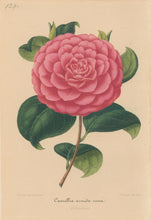 Load image into Gallery viewer, Verschaffelt, Ambroise Plate 129.  “Camellia armida rosea”
