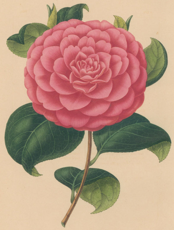 Verschaffelt, Ambroise Plate 129.  “Camellia armida rosea”