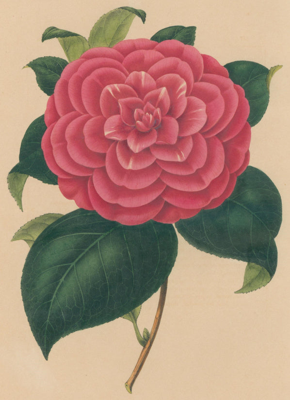 Verschaffelt, Ambroise Plate 131.  “Camellia Pictorum rosea”