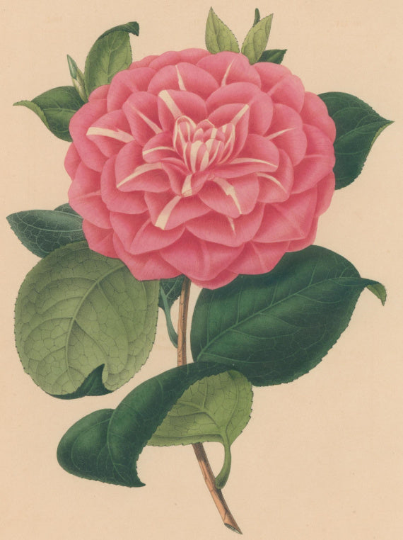 Verschaffelt, Ambroise Plate 134.  “Camellia Rosea triumphans”