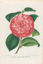 Load image into Gallery viewer, Verschaffelt, Ambroise Plate 292.  “Camellia Giovacchino Rossini”
