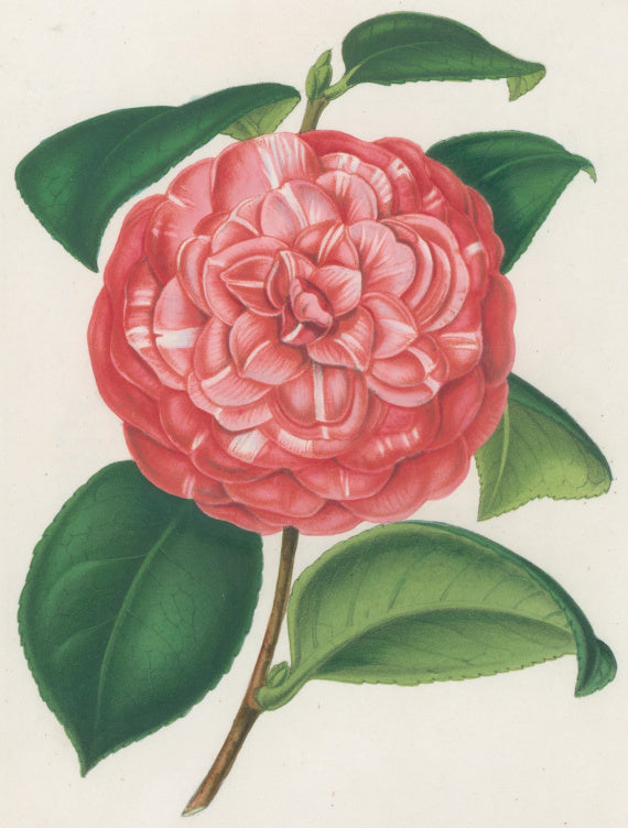 Verschaffelt, Ambroise Plate 292.  “Camellia Giovacchino Rossini”