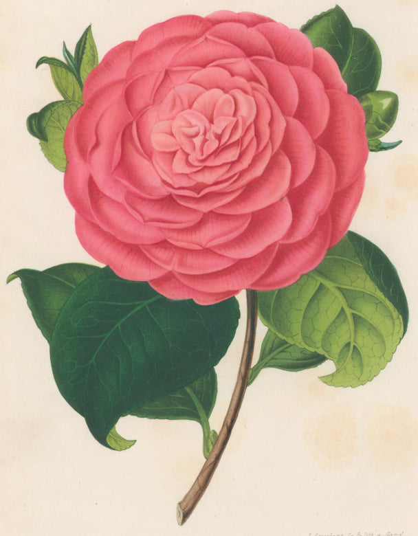 Verschaffelt, Ambroise Plate 297.  “Camellia Carlotta Nencini”