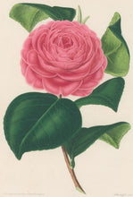 Load image into Gallery viewer, Verschaffelt, Ambroise Plate 300.  “Camellia Général Boccalari”
