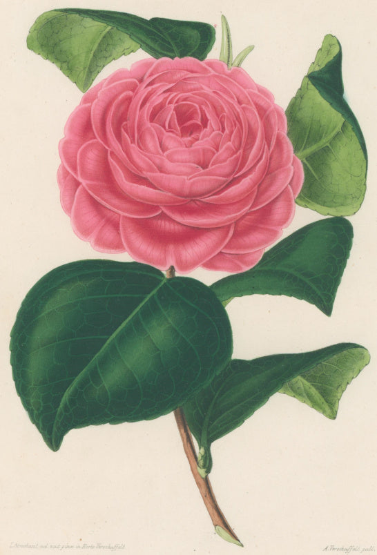 Verschaffelt, Ambroise Plate 300.  “Camellia Général Boccalari”