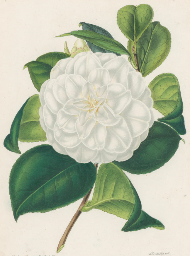 Verschaffelt, Ambroise Plate 314.  “Camellia Antonietta Bisi”