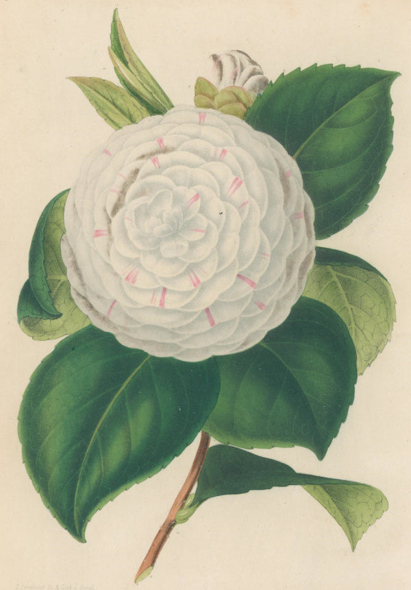 Verschaffelt, Ambroise Plate 333.  “Camellia Jenny Lind.”