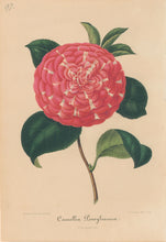 Load image into Gallery viewer, Verschaffelt, Ambroise Plate 97.  “Camellia Pensylvanica”
