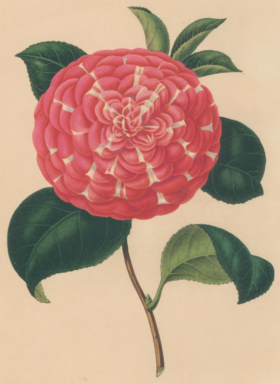 Verschaffelt, Ambroise Plate 97.  “Camellia Pensylvanica”