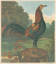 Load image into Gallery viewer, Unattributed  &quot;Mr. John Douglas&#39; Black Breasted Red Game Cock &#39;The Earl&#39; Cup at Crystal Palace, 1870.&quot; From &quot;The Illustrated Book of Poultry&quot;
