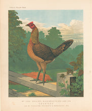 Load image into Gallery viewer, Unattributed  &quot;Mr. John Douglas&#39;s Black-Breasted-Red Game Hen &#39;Countess&#39;.&quot; From &quot;The Illustrated Book of Poultry&quot;
