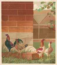 Load image into Gallery viewer, Unattributed  &quot;Mr. W.F. Entwistle&#39;s Black Red &amp; Pile Game Bantams.&quot; From &quot;The Illustrated Book of Poultry&quot;
