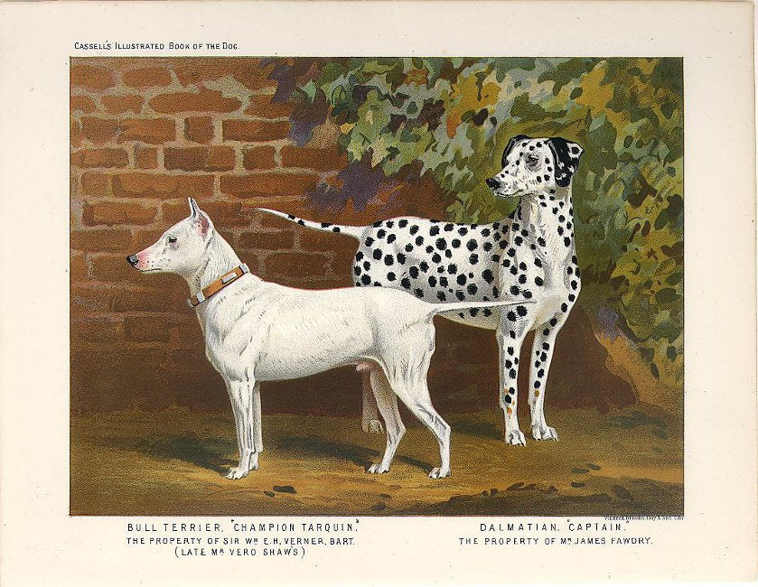 Shaw, Vero  “Bull Terrier; Dalmatian. ‘Champion Tarquin.’ The Property of Sir Wm. E.H. Verner, Bart. (Late Mr. Vero Shaw's); ‘Captain.’ The Property of Mr. James Fawdry.”