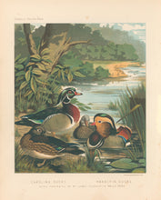 Load image into Gallery viewer, Unattributed  &quot;Carolina Ducks; Mandarin Ducks.&quot; From &quot;The Illustrated Book of Poultry&quot;
