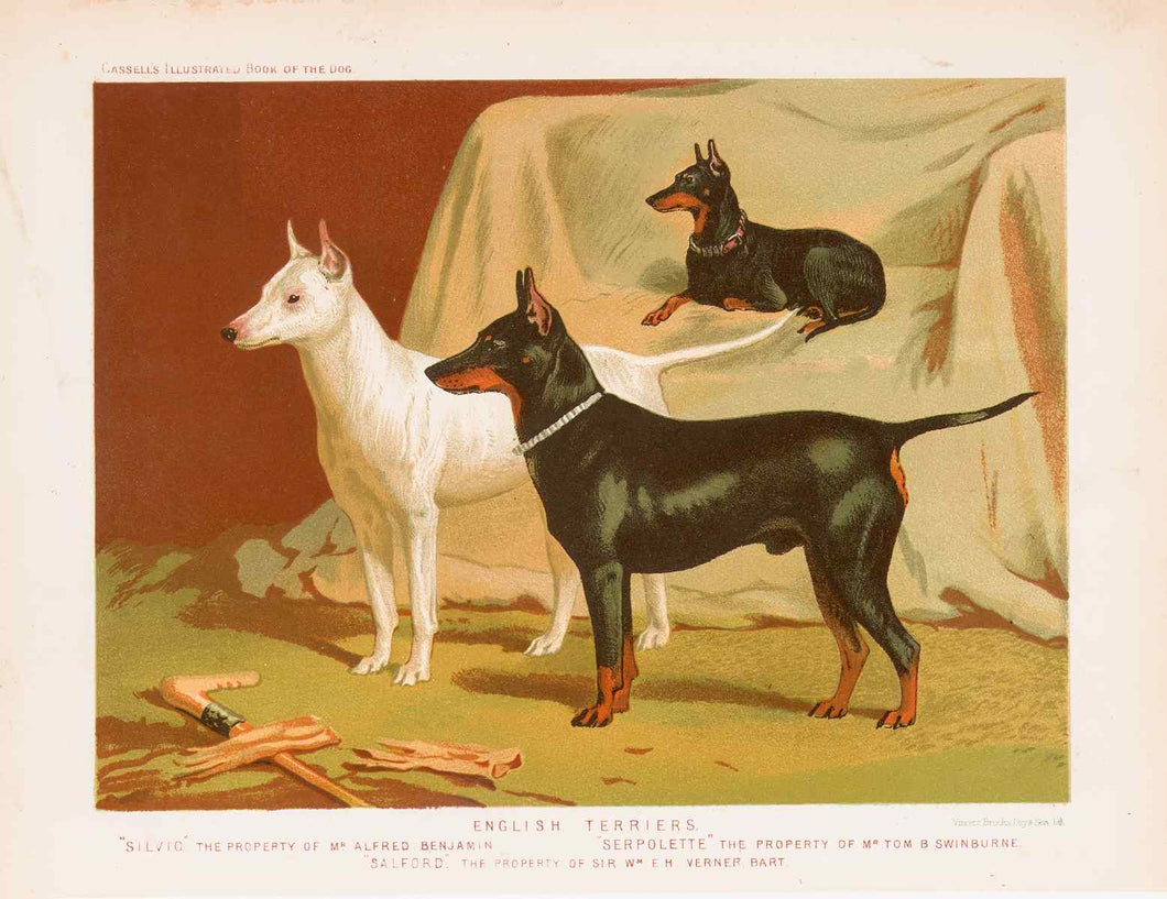 Shaw, Vero  “English Terriers. ‘Silvio’ the Property of Mr. Alfred Benjamin. ‘Serpolette’ the Property of Mr. Tom B. Swinburne. ‘Salford’ the Property of Sir Wm. E.H. Verner, Bart.”
