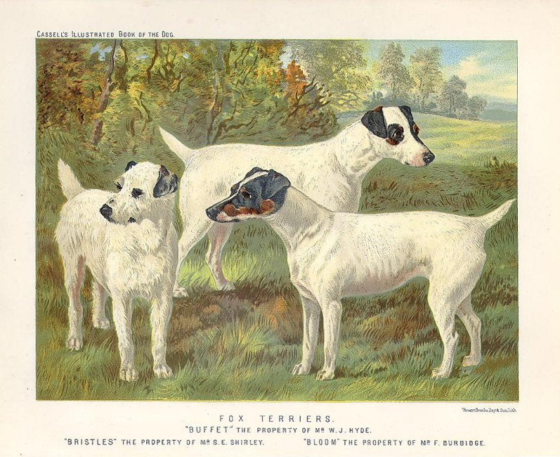 Shaw, Vero  “Fox Terriers. ‘Bristles’ The Property of Mr. S.E. Shirley; ‘Buffet’ The Property of Mr. W.J. Hyde; ‘Bloom’ The Property of Mr. F. Burbidge.”