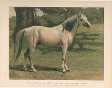 Load image into Gallery viewer, Unattributed.  “The Arab Pony Charger of General Sir Hope Grant, G.C.B. in the Indian Mutiny of 1859 and Chinese Campaign of 1860.”  From &quot;Cassell’s The Illustrated Book of the Horse&quot;
